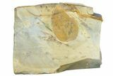 Fossil Leaf (Cissites rocklandensis) - Uncommon Species #262345-1